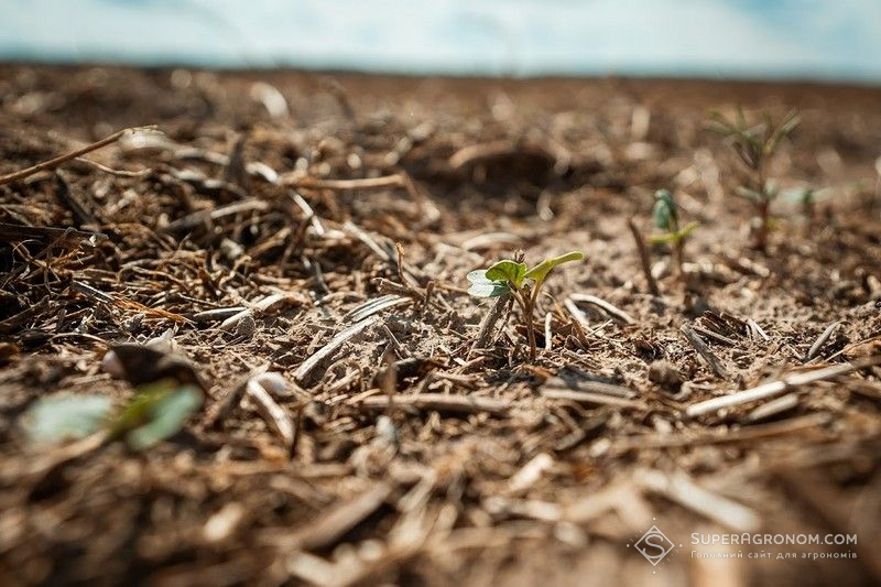 Ріпак по no-till. Фото ілюстративне