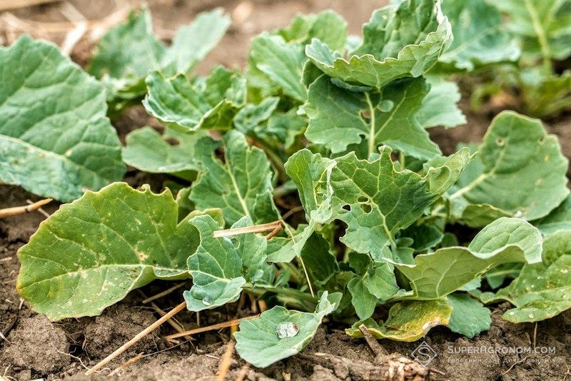 Озимий ріпак