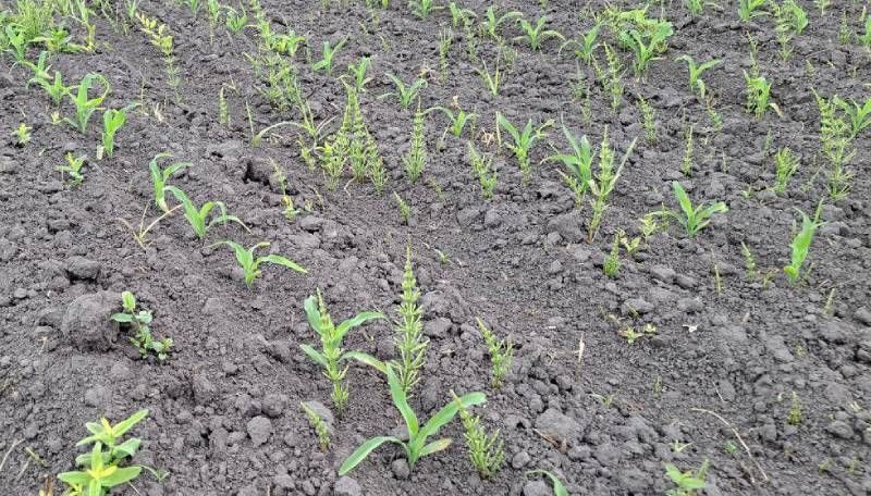 На півдні — егілопс, на півночі — хвощ: експерт розповів про проблеми гербіцидного захисту культур На півдні — егілопс, на півночі — хвощ: експерт розповів про проблеми гербіцидного захисту культур