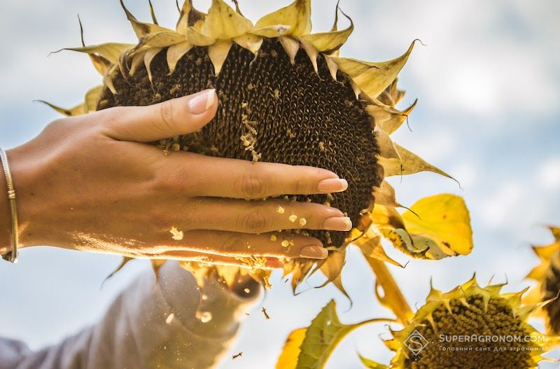 Соняшник дорожчає, соя дешевшає: як змінюються ціни під час збирання врожаю