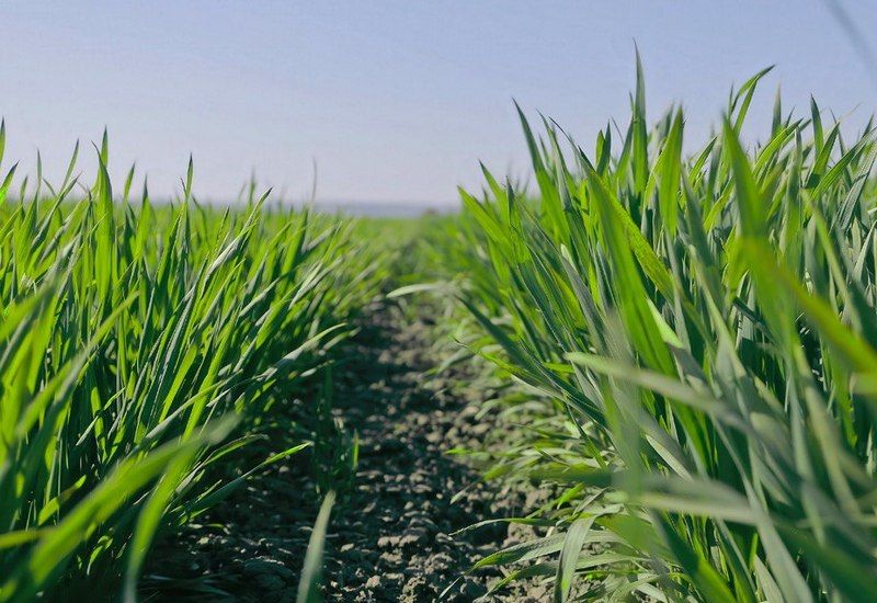 Озима пшениця Озима пшениця