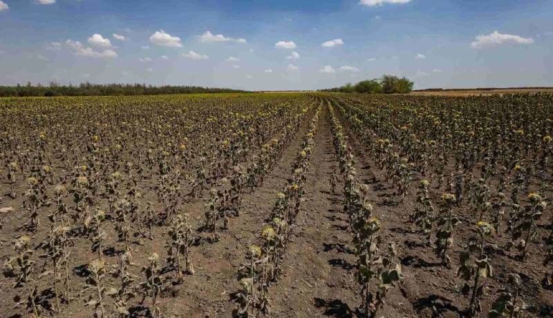 Посіви соняшника на Херсонщині