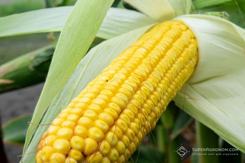 Кукурудза Кукурудза