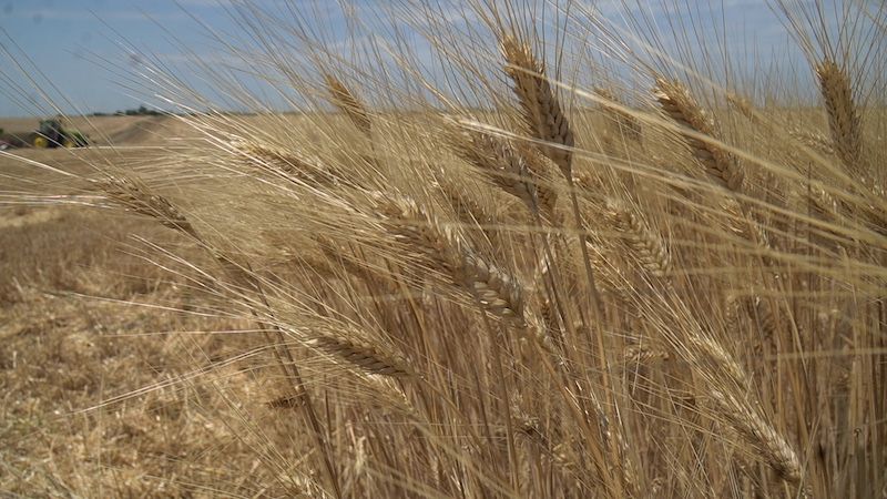 Тверду пшеницю обирають як альтернативу кукурудзі в господарстві на Кіровоградщині