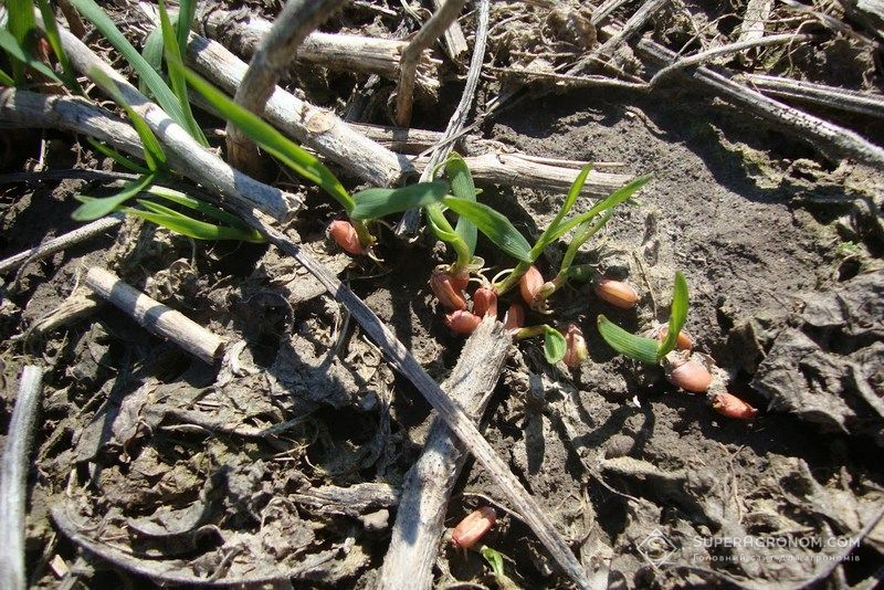 Озима пшениця