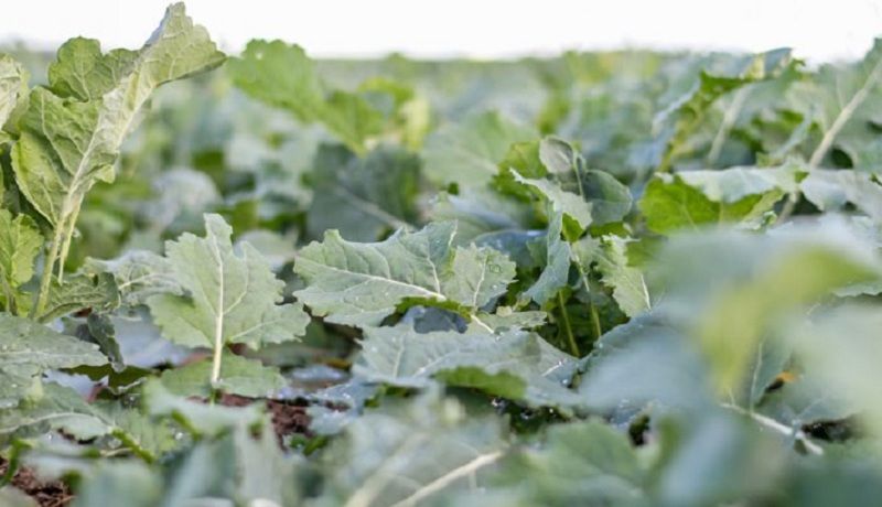 Захист від хвороб та рістрегуляція озимого ріпаку: фахівець порекомендував заходи для підвищення зимостійкості Захист від хвороб та рістрегуляція озимого ріпаку: фахівець порекомендував заходи для підвищення зимостійкості