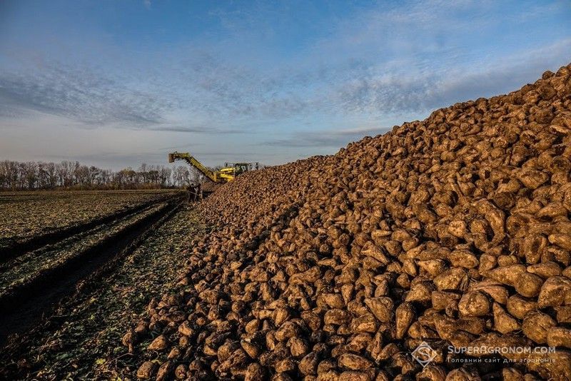 В Україні стартувало збирання цукрових буряків: вже відомі перші результати В Україні стартувало збирання цукрових буряків: вже відомі перші результати