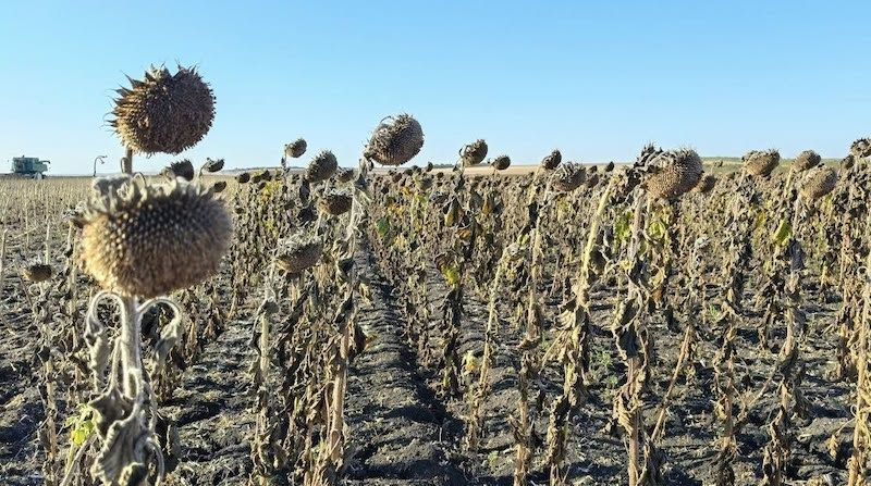 На півночі Одещини завершили перший етап жнив соняшнику, на півдні стартувала посівна ріпаку