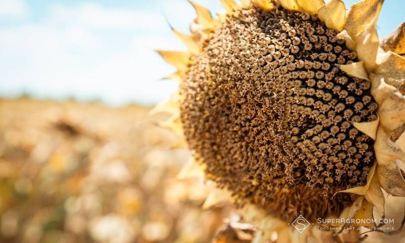 Щорічно збільшує площі під соняшником господарство на Волині, зараз збирають олійну по 3,5-4 т/га