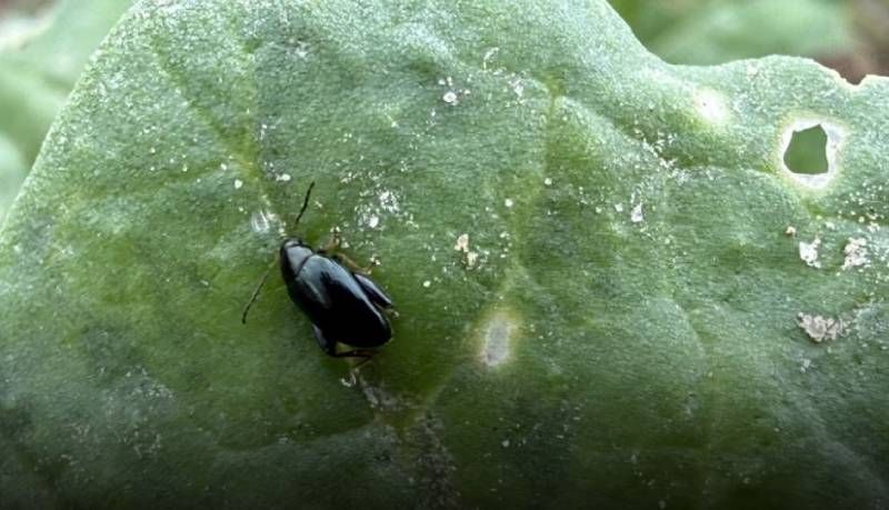 Посіви озимого ріпаку у Польщі постраждали від значного поширення хрестоцвітих блішок