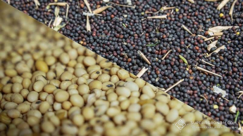 Під тиском соєво-ріпакових правок в Україні знижуються ціни на ріпак і сою Під тиском соєво-ріпакових правок в Україні знижуються ціни на ріпак і сою