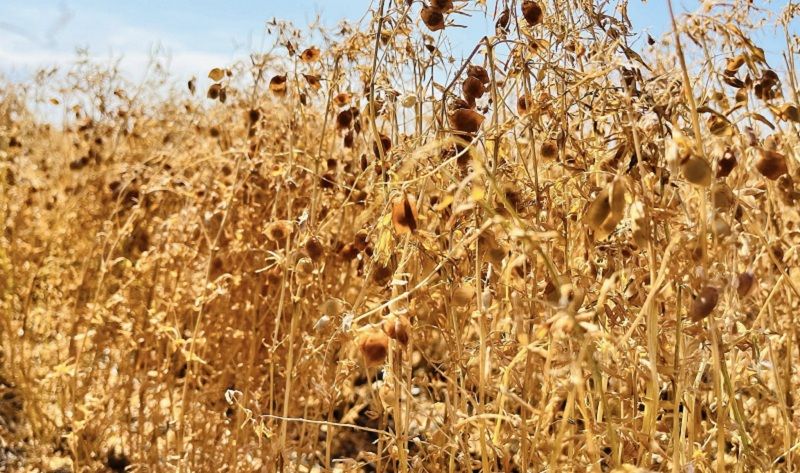 Сочевиця Сочевиця