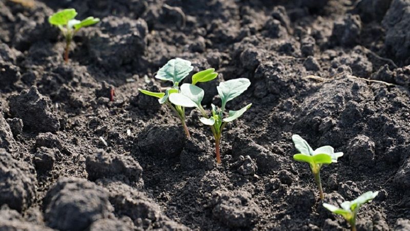 Погодні умови сприяють поширенню лускокрилих шкідників: експерт розповів про заходи контролю 