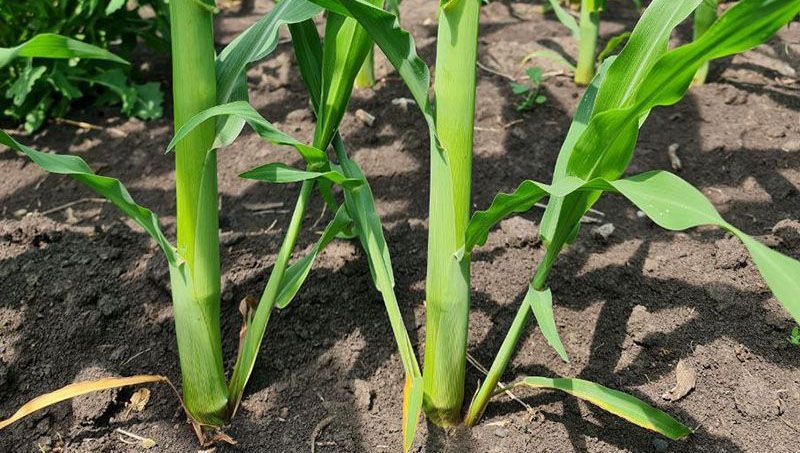 Пасинки на кукурудзі