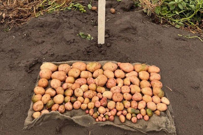 Картопля сорту Житниця Картопля сорту Житниця