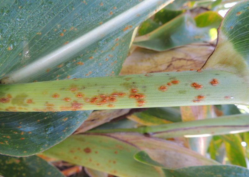 Південна іржа кукурудзи