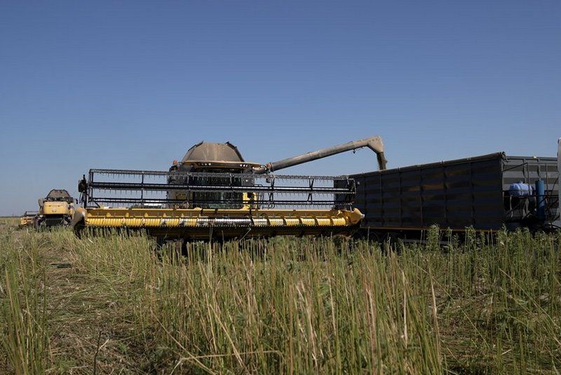 Збирання конопель