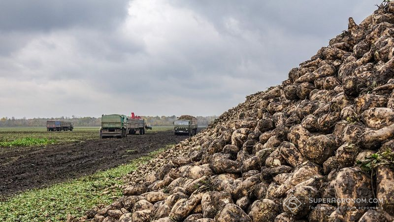 Цукрові буряки