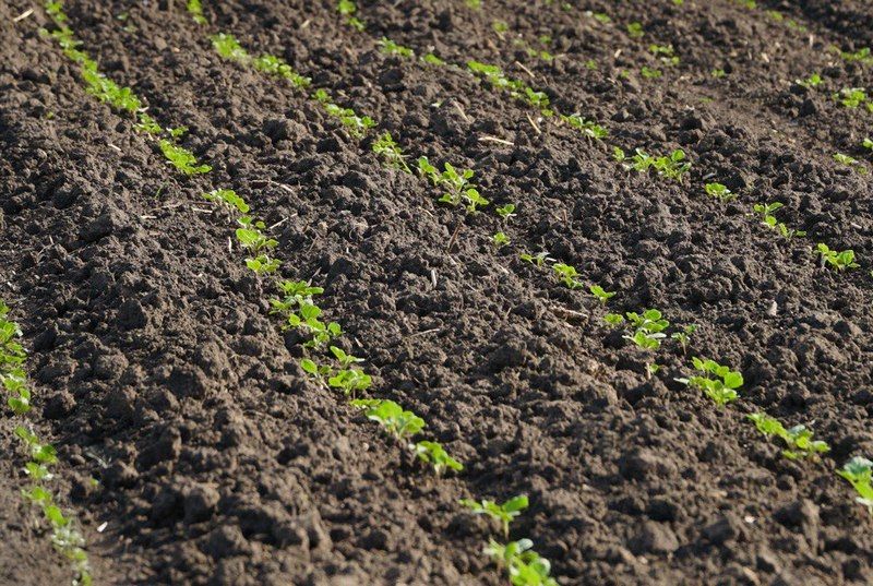 Озимий ріпак Озимий ріпак