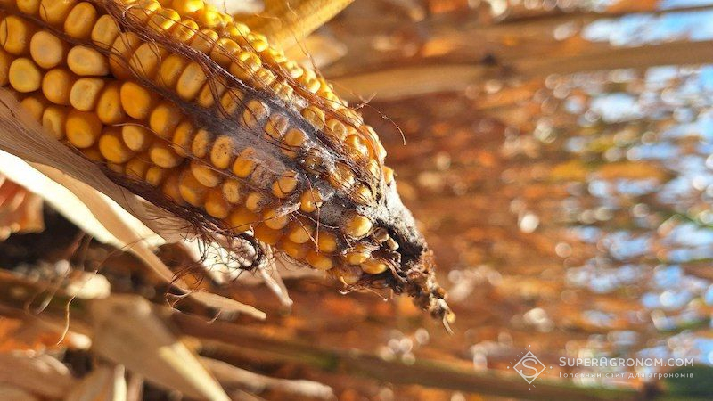 Італійські фермери стикнулися з проблемою мікотоксинів та афлотоксинів у зерні кукурудзи Італійські фермери стикнулися з проблемою мікотоксинів та афлотоксинів у зерні кукурудзи