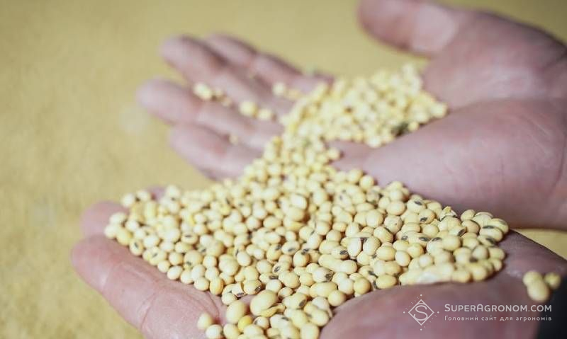 Упродовж сезону соя була найдешевшою олійною, що вплинуло на зацікавлення в її вирощуванні — експертка