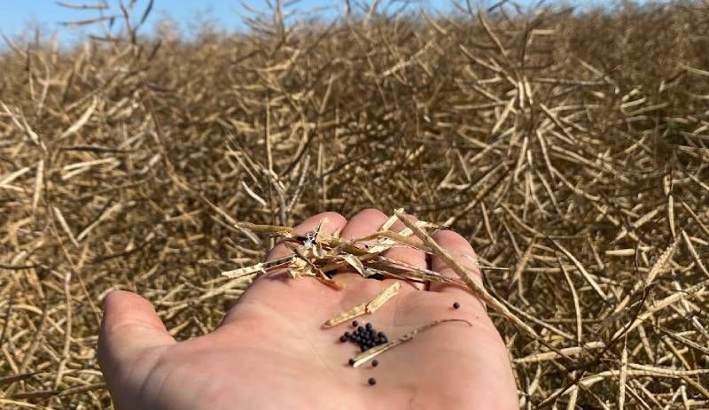 Урожай ріпаку Урожай ріпаку