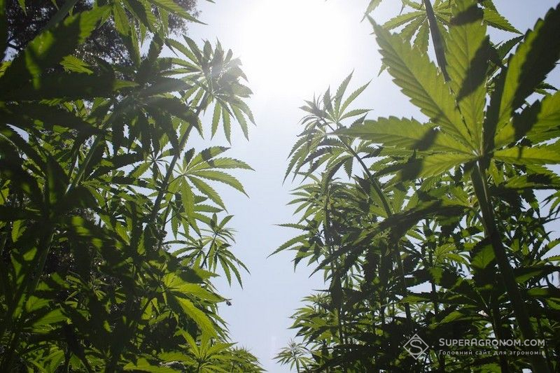 Промислові коноплі Промислові коноплі