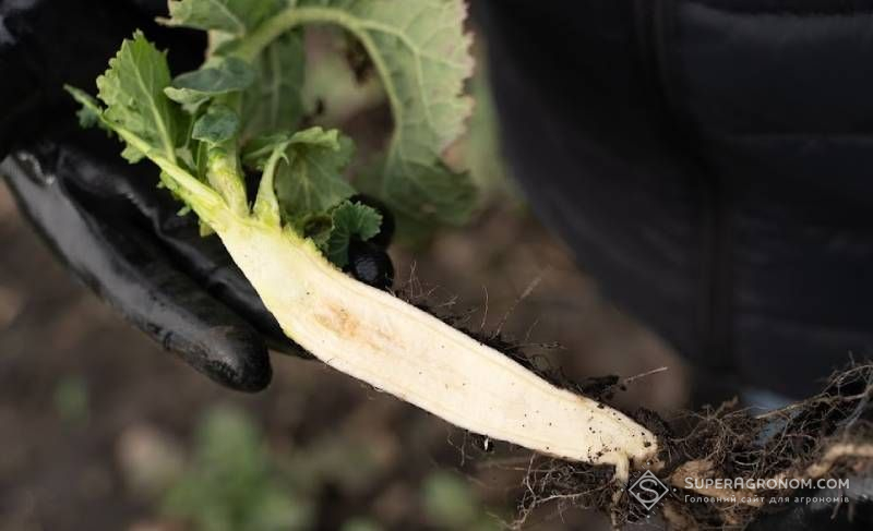 Озимий ріпак Озимий ріпак