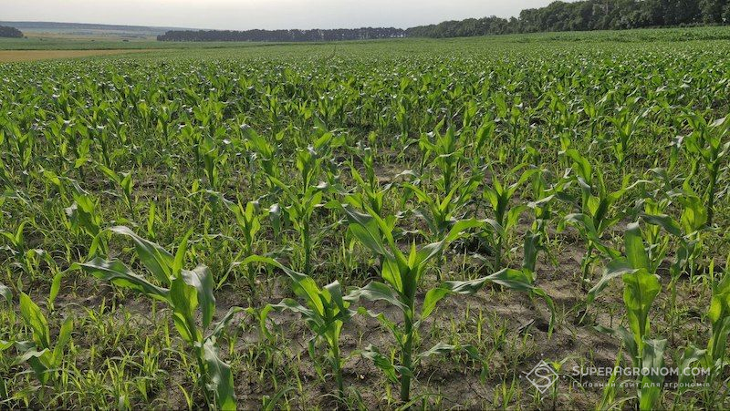 Забур'янені посіви кукурудзи (фото ілюстративне)