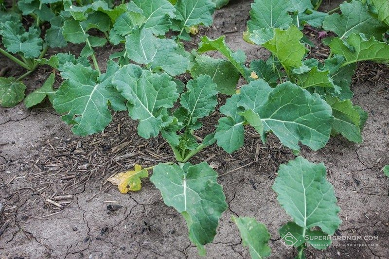 Озимий ріпак