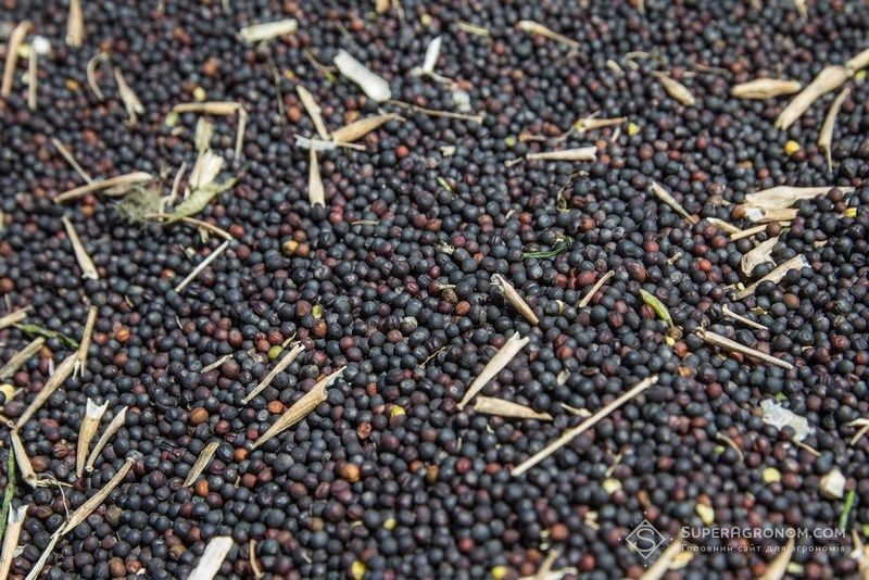 Озимий ріпак Озимий ріпак