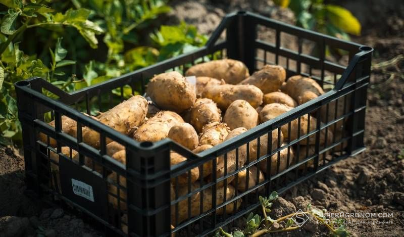 Бульби картоплі Урожай картоплі