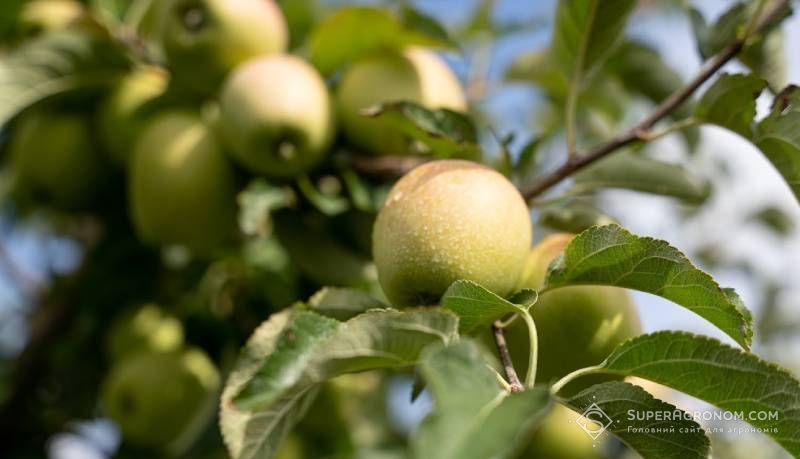 Урожай яблук на Кіровоградщині цьогоріч буде меншим — зимові сорти постраждали від весняних заморозків