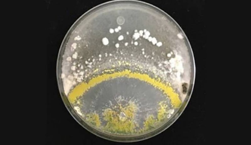 Вирощені спільно культури S. sclerotiorum (вгорі) і T. hamatum GD12 (внизу) Вирощені спільно культури S. sclerotiorum (вгорі) і T. hamatum GD12 (внизу)