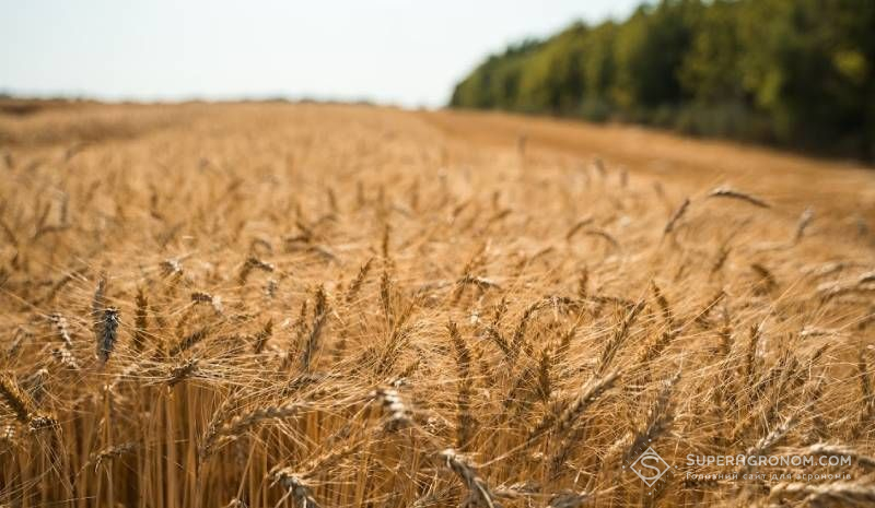 Посіви озимої пшениці
