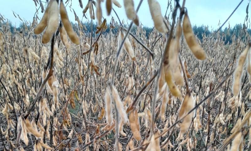 Соя на дослідних ділянках Інституту сільського господарства Карпатського регіону НААН