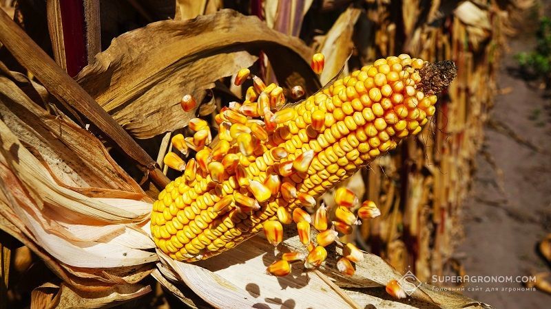 Урожайність кукурудзи 10 т/га у Львівській області: в Україні тривають жнива пізніх культур