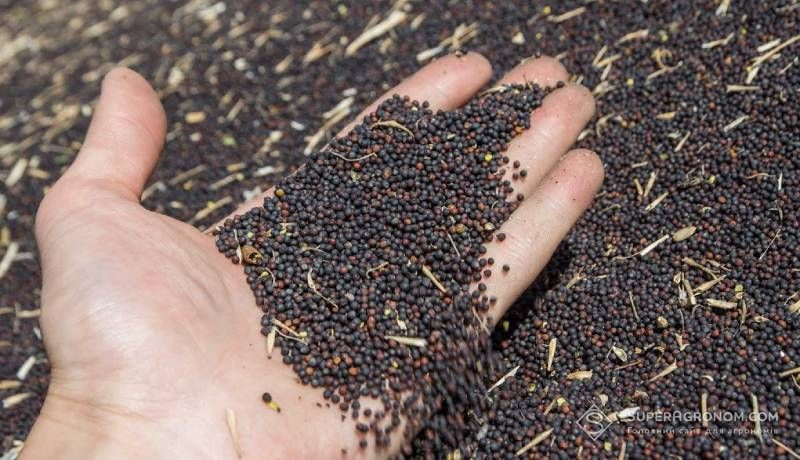 Закупівельні ціни на ріпак у переробників на 30-40$ з ПДВ нижчі за потенційні експортні без 10% мита Закупівельні ціни на ріпак у переробників на 30-40$ з ПДВ нижчі за потенційні експортні без 10% мита