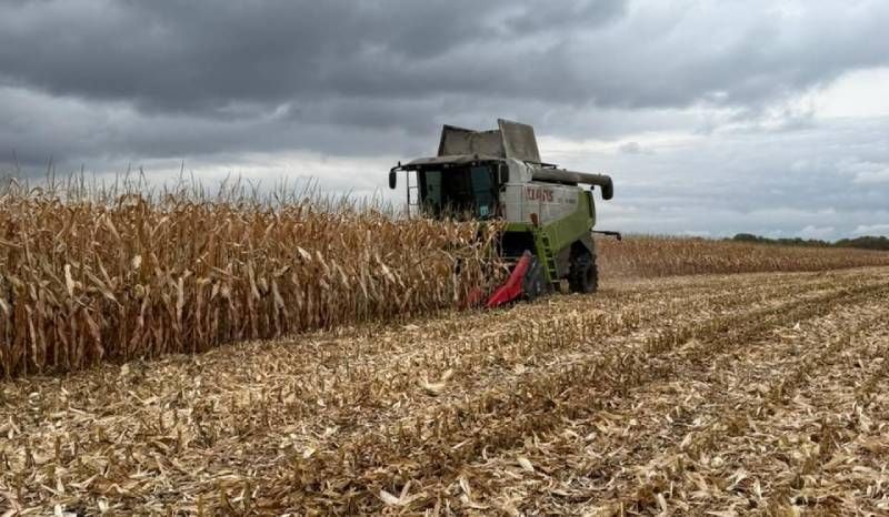 На початку збирання кукурудзи в Агротрейд найкращу урожайність отримують на Чернігівщині