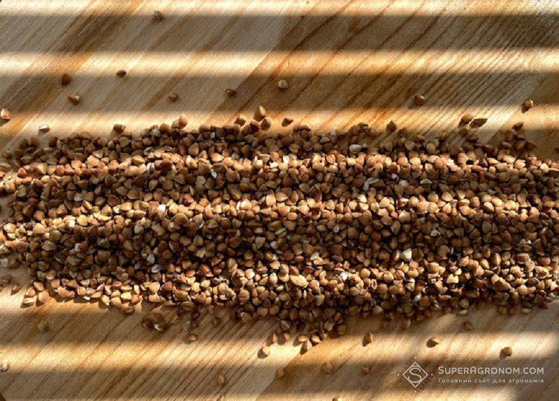 Гречка Гречка