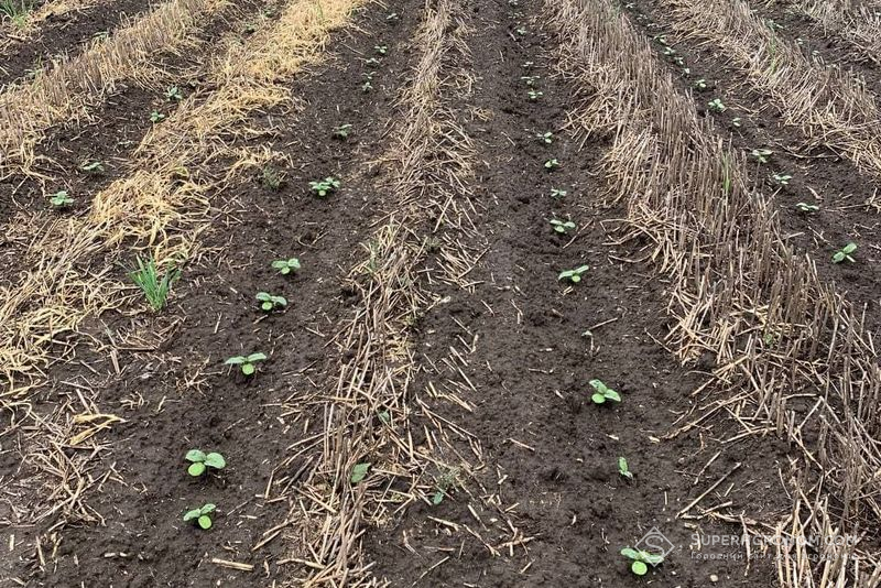 Соняшник посіяний по strip-till