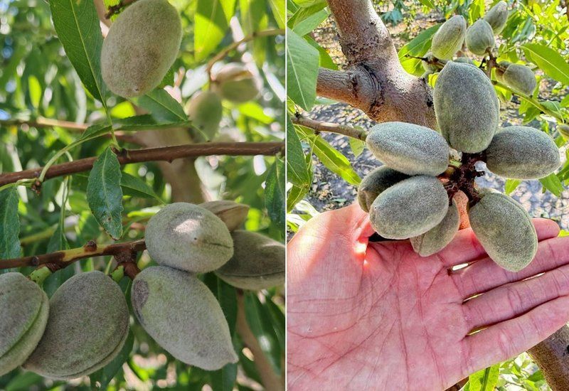 Іспанські самозапильні сорти мигдалю Іспанські самозапильні сорти мигдалю