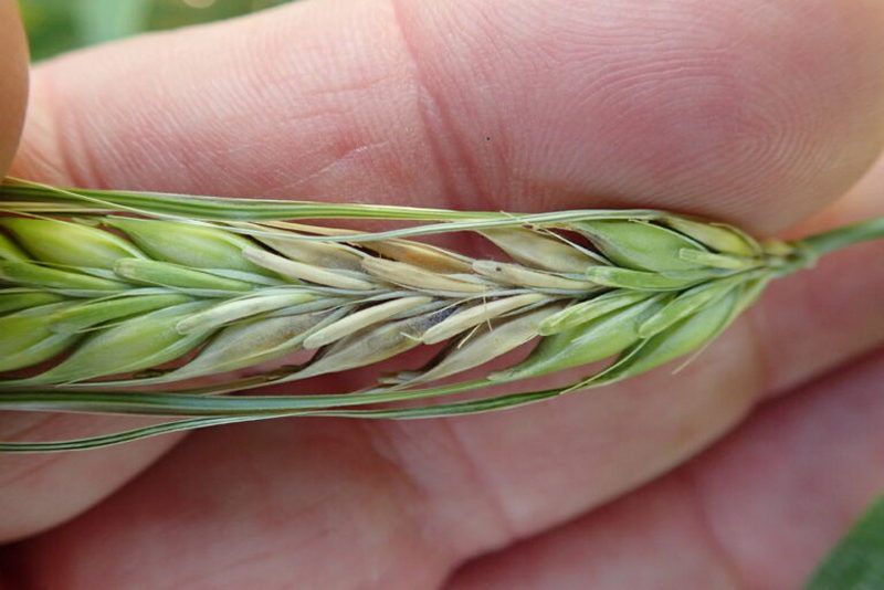 Фузаріоз колоса ячменю (фото ілюстративне)