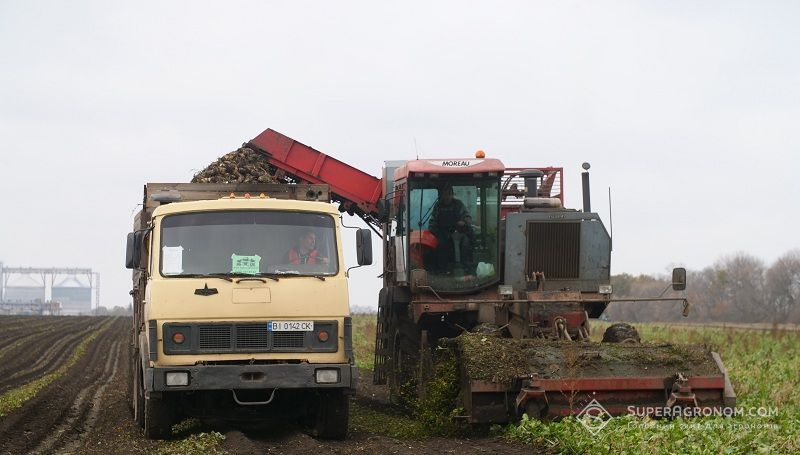 Збирання цукрових буряків