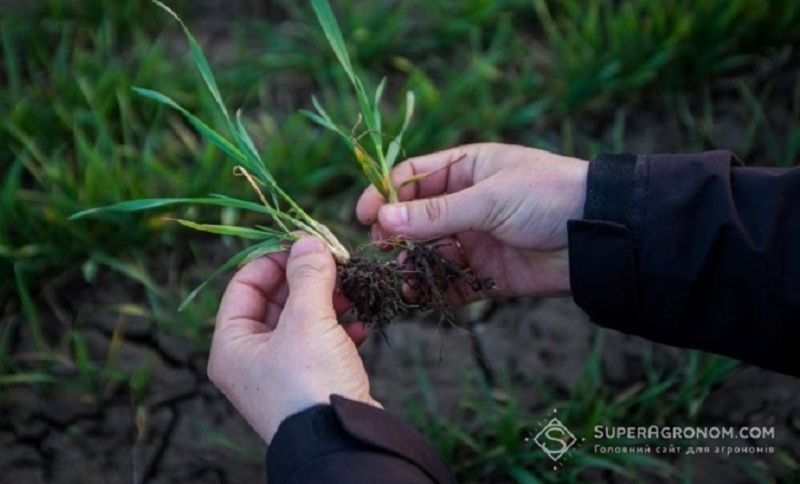Осінній захист від бур'янів на посівах зернових культур дешевший та ефективніший за весняний — думка Осінній захист від бур'янів на посівах зернових культур дешевший та ефективніший за весняний — думка