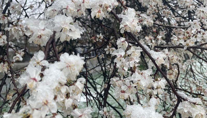 Весняні заморозки і надалі будуть шкодити садам: кліматологи прогнозують зростання температурної варіабельності