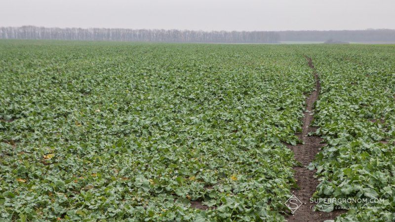 Посіви ріпаку