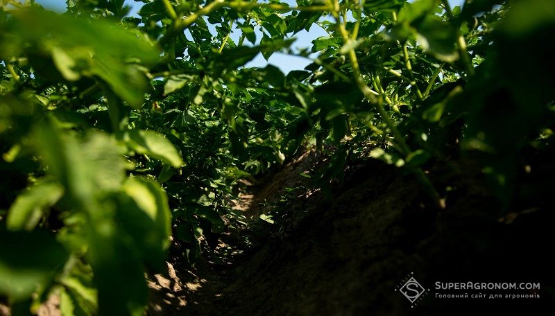 Міжряддя картоплі Міжряддя картоплі