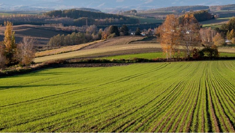 Погодні умови змістили терміни сівби озимих зернових: як скоригувати захист розповів фахівець Погодні умови змістили терміни сівби озимих зернових: як скоригувати захист розповів фахівець
