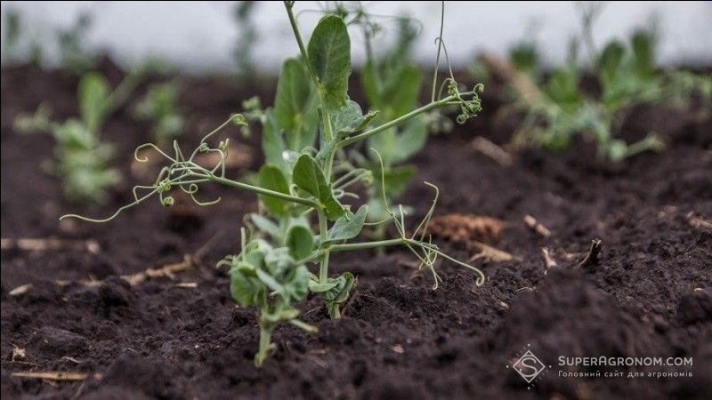 В Україні є проблеми з насіннєвим матеріалом озимого гороху — аграрій В Україні є проблеми з насіннєвим матеріалом озимого гороху — аграрій